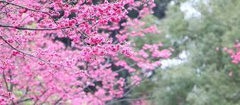 Hanami Flower Keindahan Bunga yang Bersemi